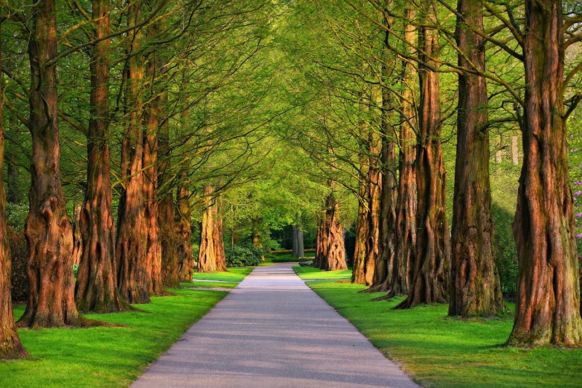 Bois de la Cambre ou parc du Cinquantenaire : que choisir ?