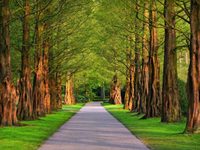 Bois de la Cambre ou parc du Cinquantenaire : que choisir ?