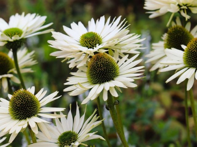 Planter un massif persistant : guide pratique