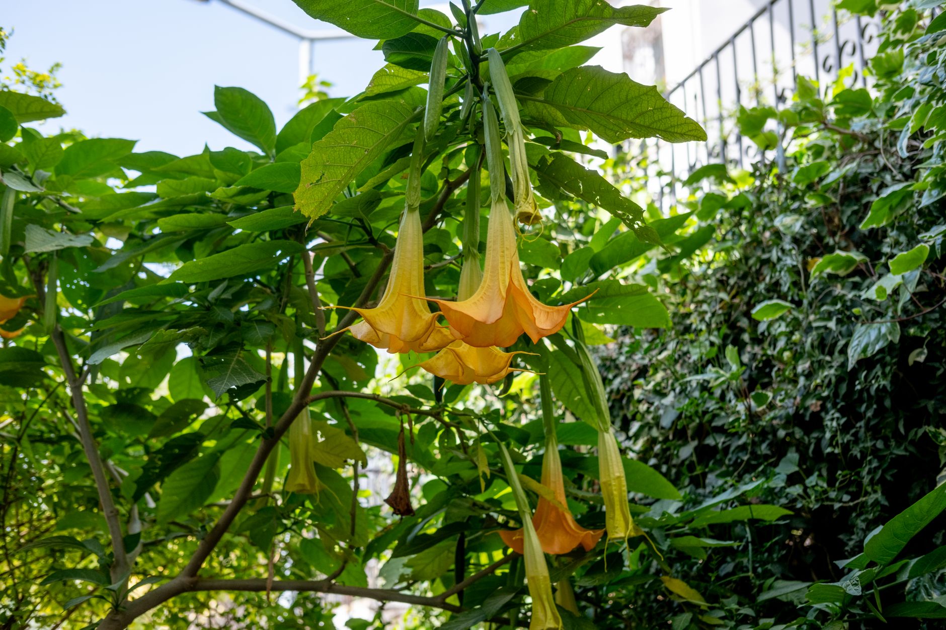 Dès maintenant, identifiez les plantes d'intérieur dangereuses pour vos proches