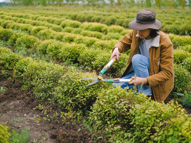 Guide d&rsquo;entretien des rosiers en parc public