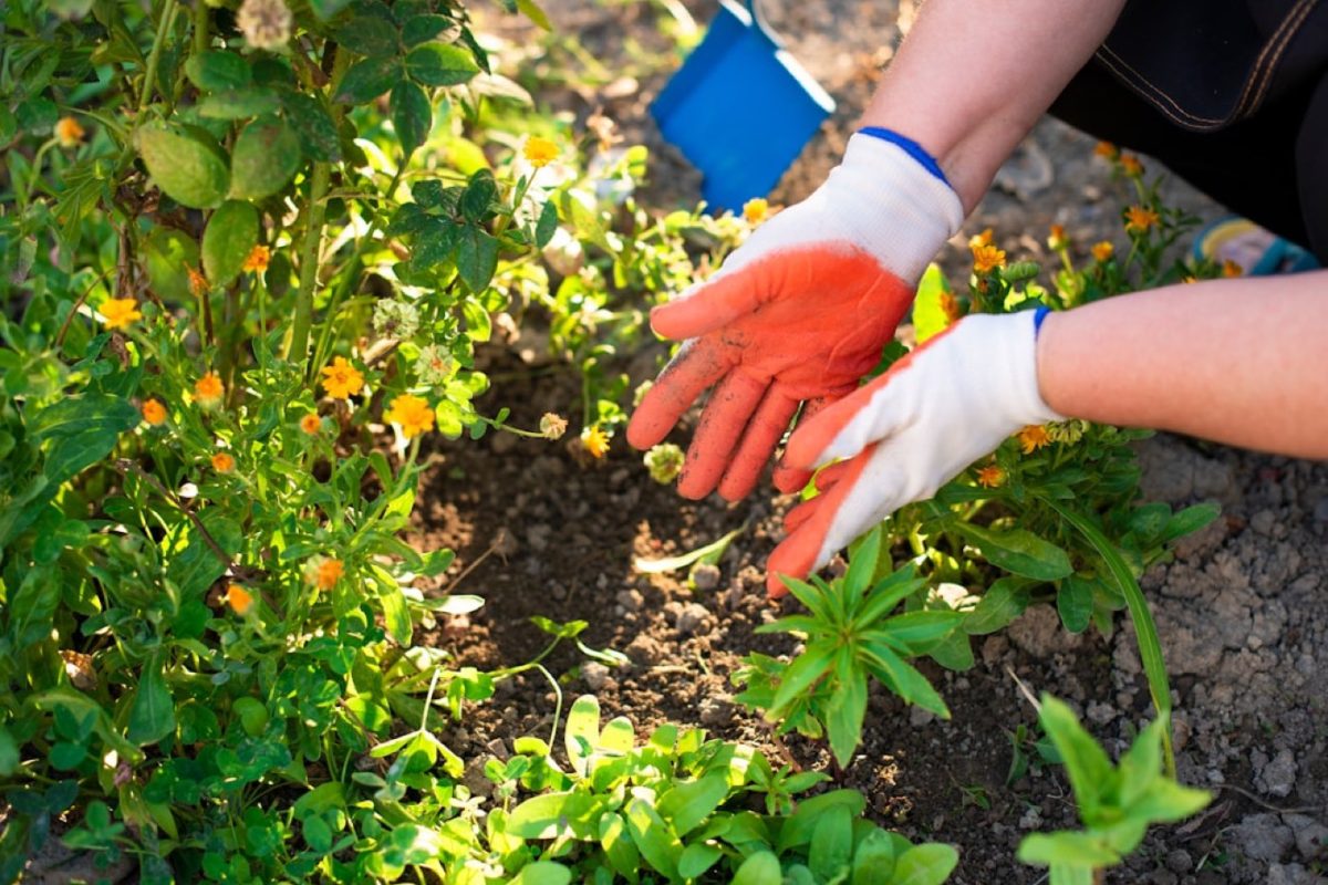 Gestes pour protéger les espèces arbustives en jardin public