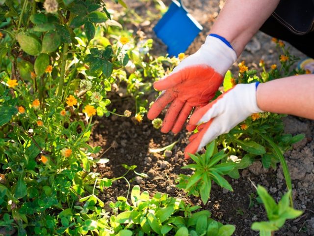 Gestes pour protéger les espèces arbustives en jardin public