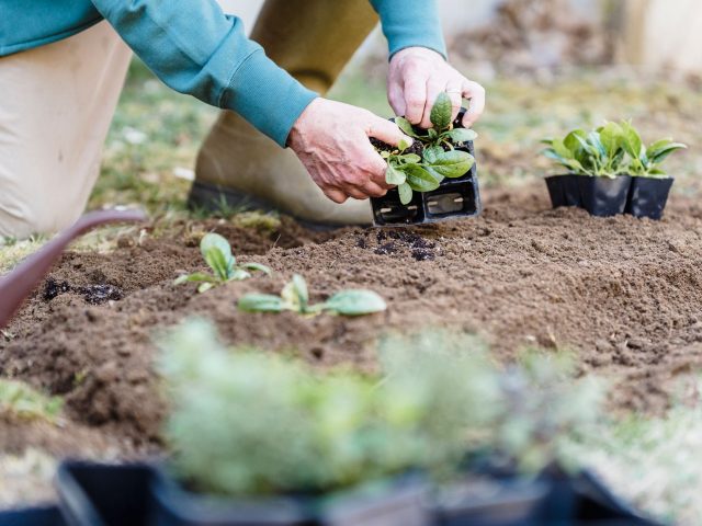 Pourquoi planter vos arbustes en septembre plutôt qu&rsquo;au printemps ?