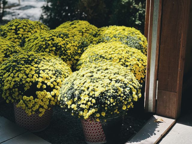 Erreurs à éviter pour prolonger la floraison de vos chrysanthèmes en pot