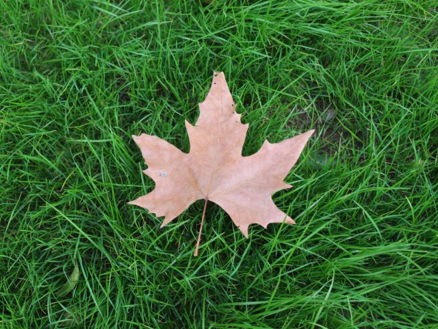 Fertiliser votre pelouse à l&rsquo;automne : Est-ce vraiment nécessaire ?
