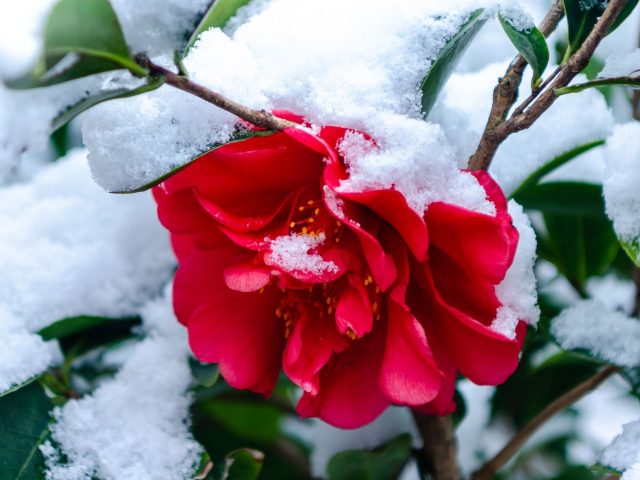 Plantation d&rsquo;arbustes pour un jardin d&rsquo;hiver éclatant
