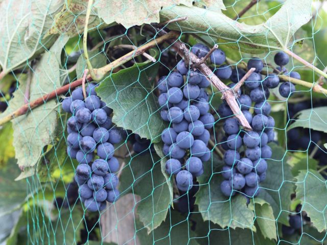Pourquoi envelopper vos raisins début septembre dans du papier kraft ?