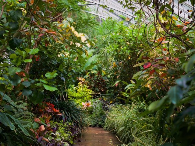 Laeken ou Jardin botanique de Bruxelles : que choisir