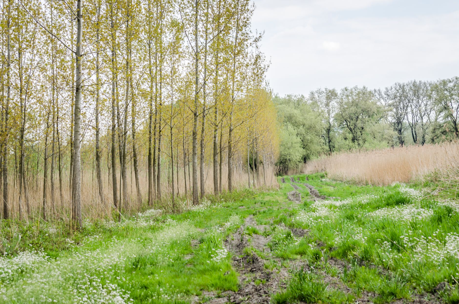 Itinéraire botanique dans le Brabant : parcours et conseils