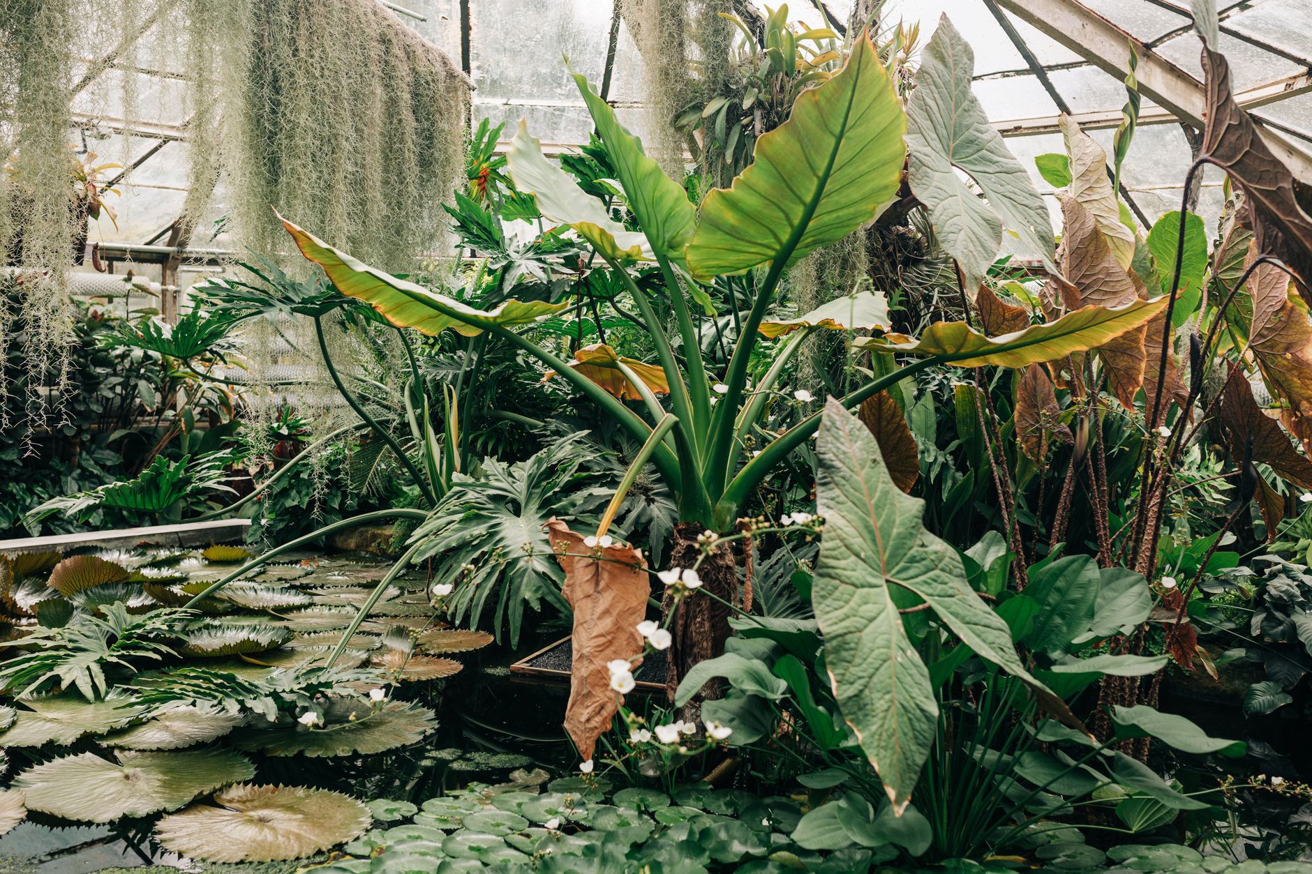 Visiter le Jardin botanique de Meise en une journée